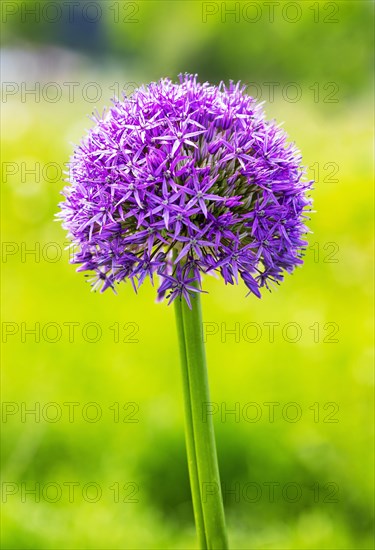 Allium (Allium aflatunense)