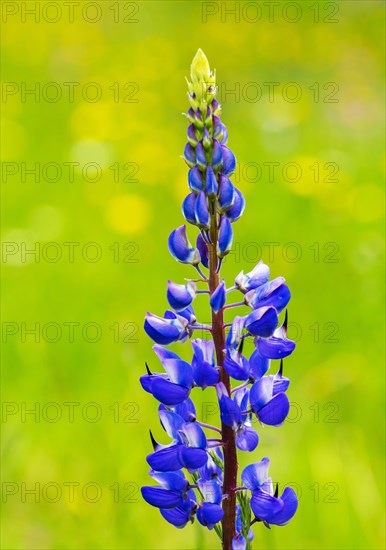 Lupines