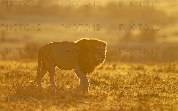 Lion (Panthera leo) at sunrise in the grass savannah