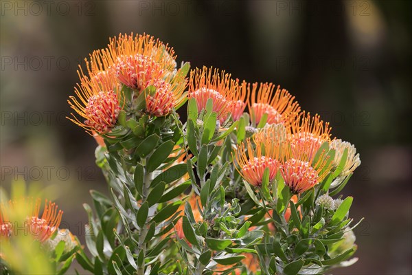 Pincushion protea