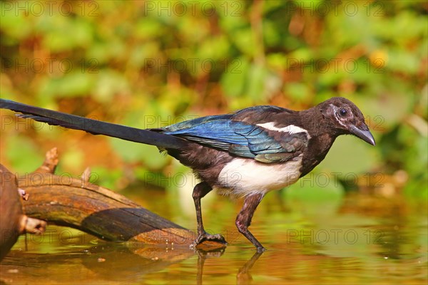 European magpie (Pica pica )