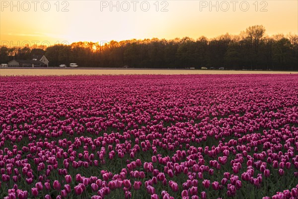 Tulip field at sunset