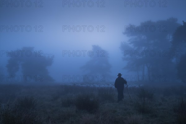 Shepherd with a flock of sheep in the heath at the Thuelsfelder Talsperrezur blauen Stunde