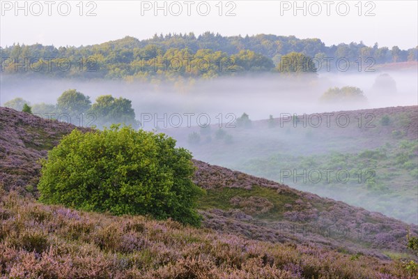 Oak in blooming heath with fog in the valleys