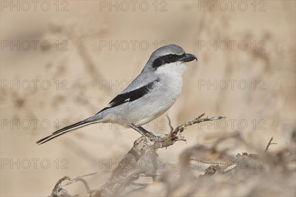 Great grey shrike (Lanius excubitor) sitting on a branch