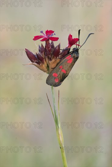 Six-spot burnet (Zygaena filipendulae) sits on a flowering plant