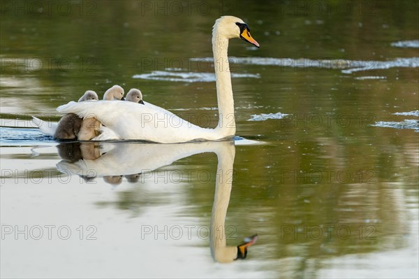 Mute swan (cygnus olor)