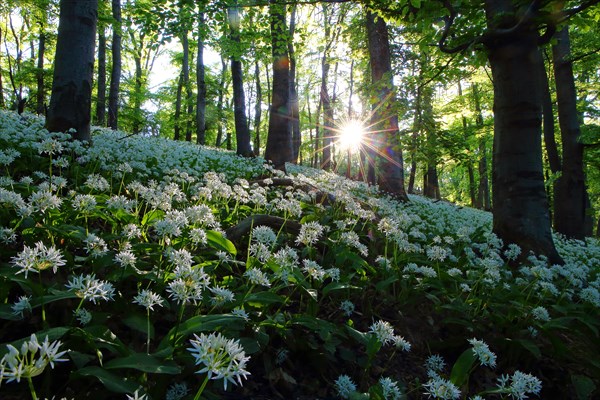 Bloomer (Allium ursinum)