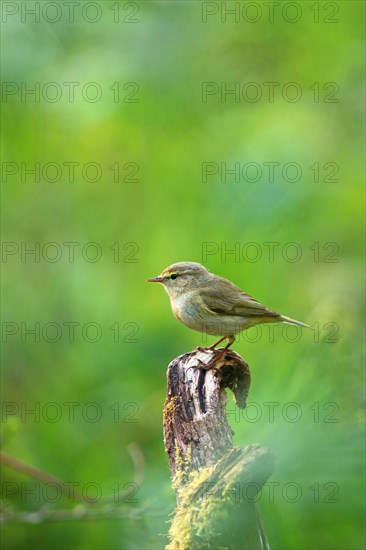 Common chiffchaff (Phylloscopus collybita) sits on one root