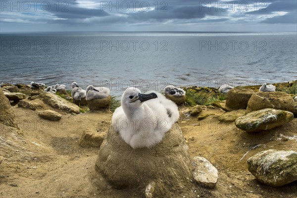 Black-browed Albatross (Thalassarche melanophris) chick on its nest