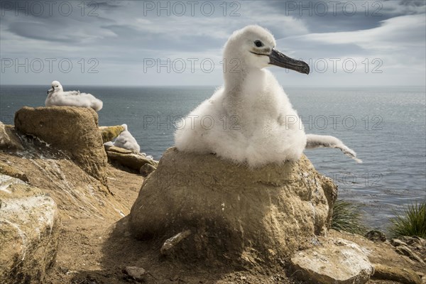 Black-browed Albatross (Thalassarche melanophris) chick on its nest