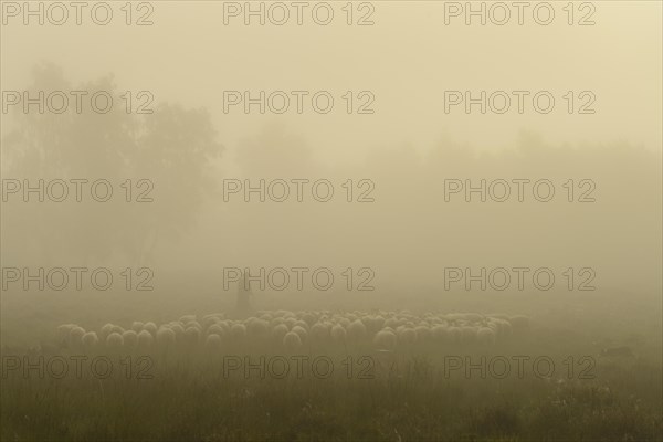 Shepherd with a flock of sheep in the heath at the Thuelsfeld dam at sunrise in the fog