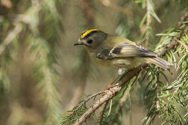 Goldcrest (Regulus regulus ) on a spruce branch