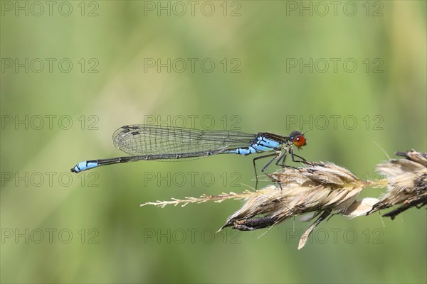 Small Red-eyed Damselfly (Erythromma viridulum )