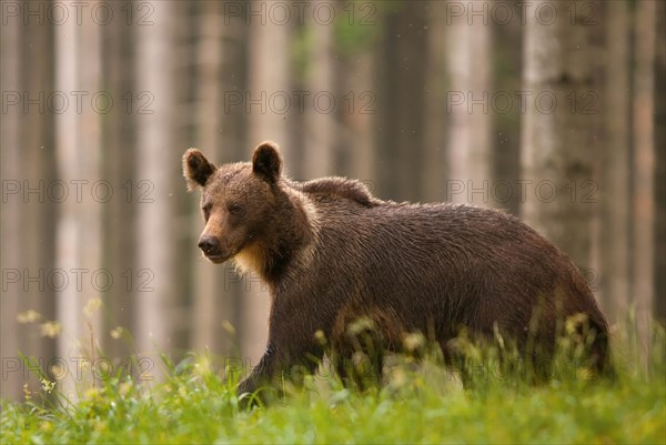 Young (Ursus arctos) in a spruce forest