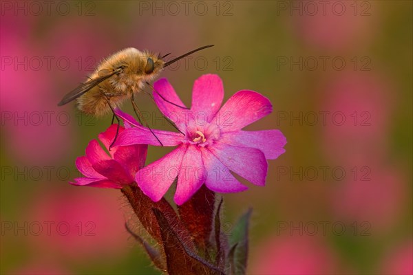 Bee fly (Bombyliidae) sitting on wild carnation in warm light