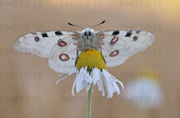 Apollo (parnassius apollo) is attached to true camomile (Matricaria chamomilla L.)