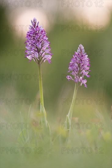 Military orchid (Orchis militaris) blooms in a meadow