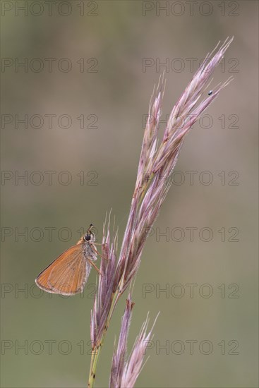Brownheaded butterfly (Thymelicus sylvestris) sitting on an ear of grass