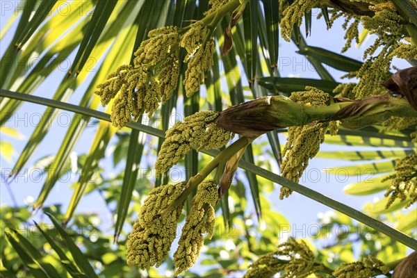 Chusan Palm (Trachycarpus fortunei)