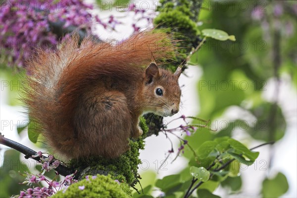 Squirrel (Sciurus) sitting on a flowering Judas tree (Cercis siliquastrum)