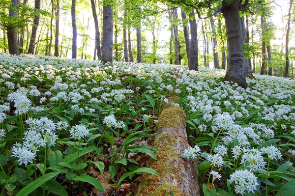 Flowering (Allium ursinum) in beech forest