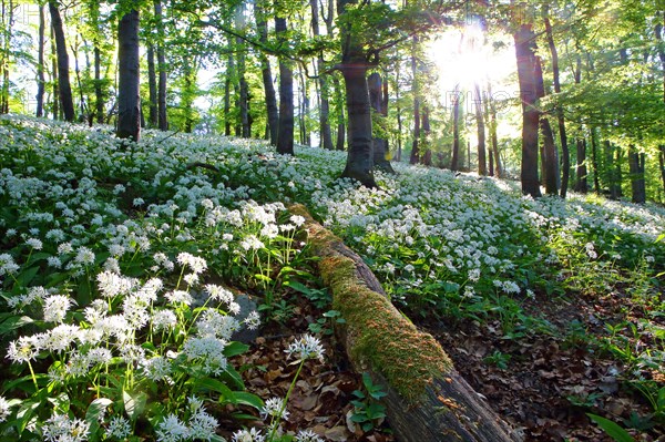 Bloomer (Allium ursinum)