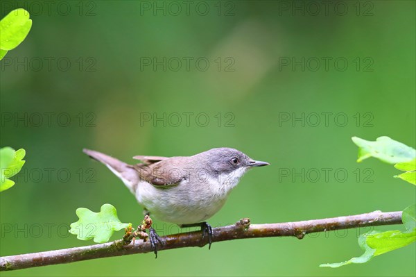 Common whitethroat (Sylvia communis) sitting on an oak branch