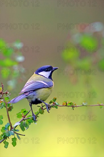 Great tit (Parus major) on a hawthorn branch