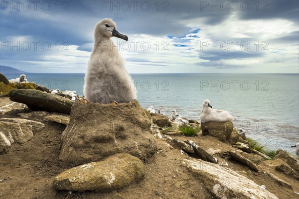 Black-browed Albatross (Thalassarche melanophris) chick on its nest