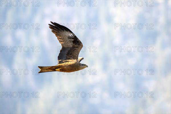 Black kite (Milvus migrans) flies in front of a wooded mountain slope