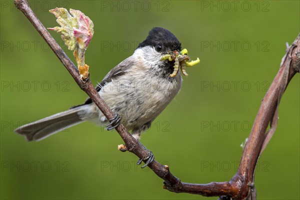 Marsh tit (Parus palustris) sits on a branch and has insects in his beak