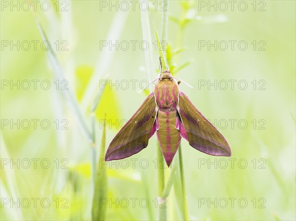 Elephant hawk-moth (Deilephila elpenor)