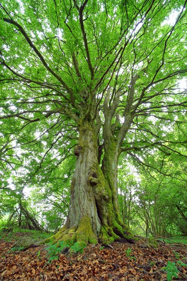 Old gnarled beech (Fagus sylvatica)