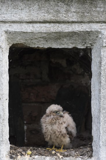 Young Common Common Kestrel (Falco tinnunculus) in nest in an empty wayside shrine