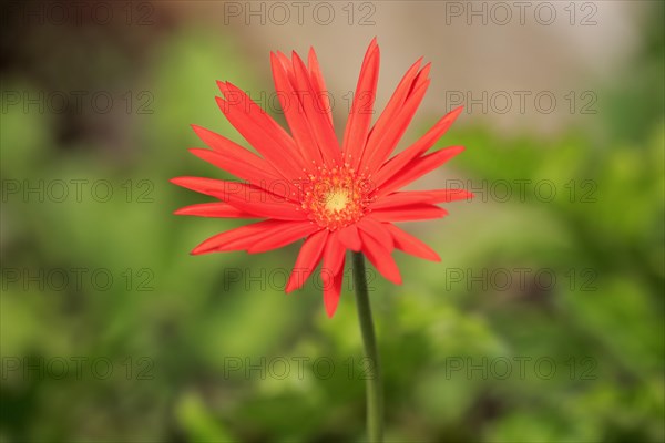 Barberton Daisy (Gerbera) (Gerber daisy jamesonii)