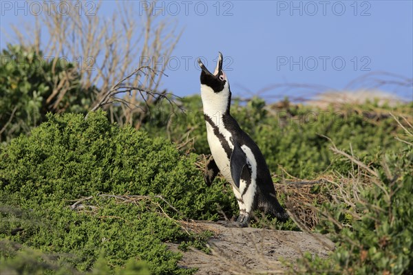 African penguin (Spheniscus demersus)