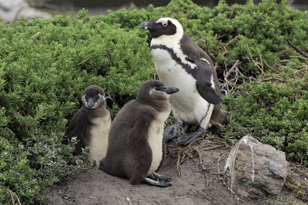 African penguin (Spheniscus demersus)