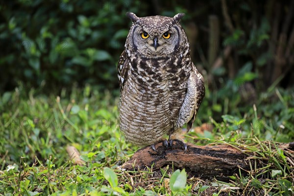 Spotted Eagle-Owl (Bubo africanus)