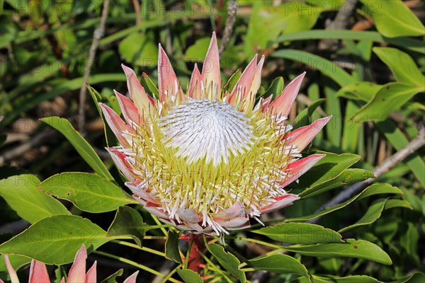 King Protea (Protea cynaroides)