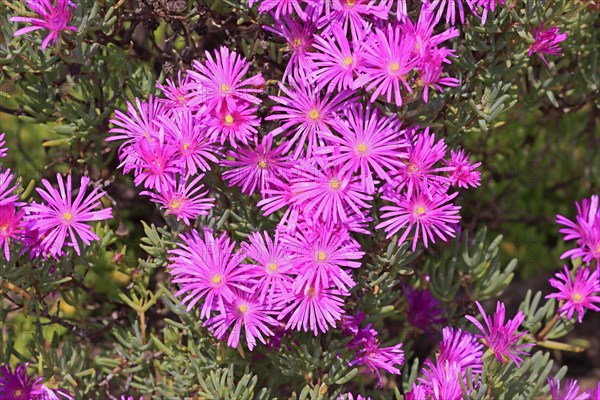 Ice Plant