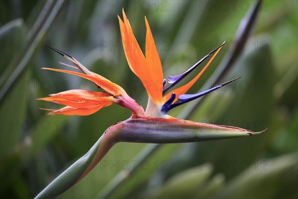 Strelitzia (Strelitzia reginae)