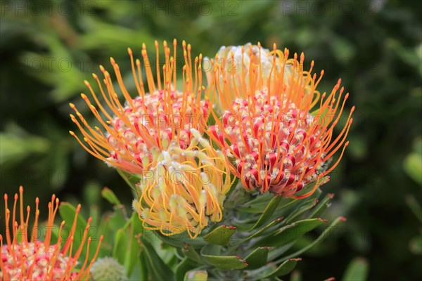 Pincushion protea