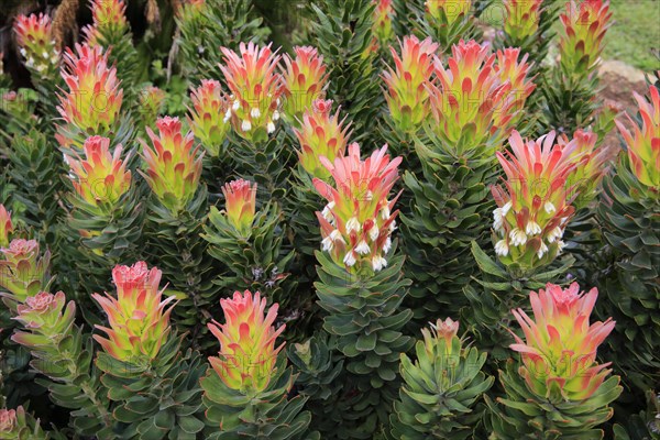 Protea