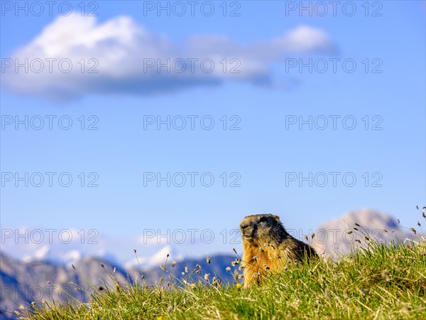 Alpine Marmot (Marmota marmota) in natural habitat