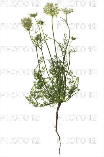 Wild (Daucus carota) on white ground