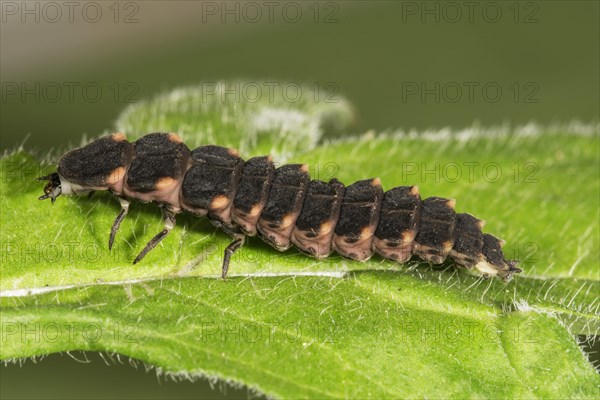 Common glow-worm (Lampyris noctiluca) Female on one leaf