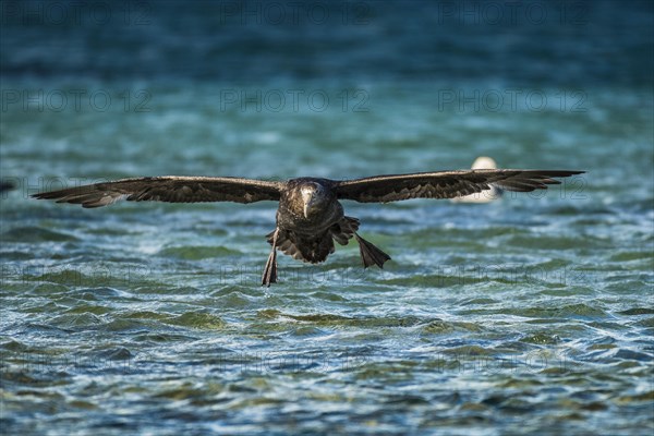 Southern giant petrel (Macronectes giganteus) lands on water