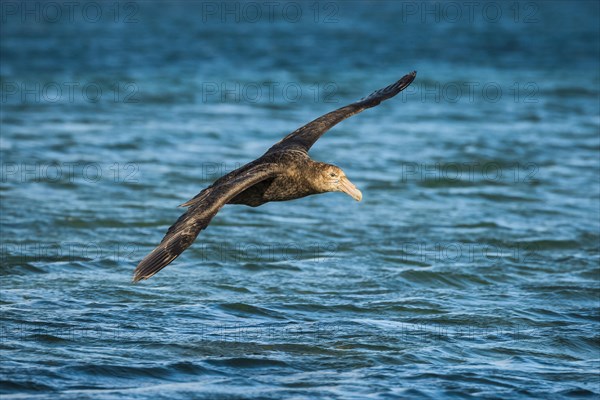 Southern giant petrel (Macronectes giganteus) in flight