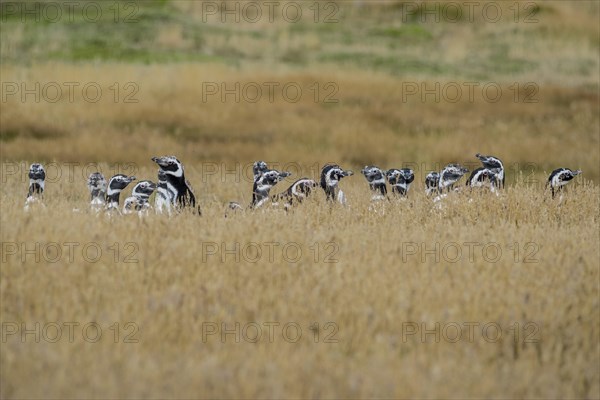 Magellanic penguins (Spheniscus magellanicus) standing in a meadow